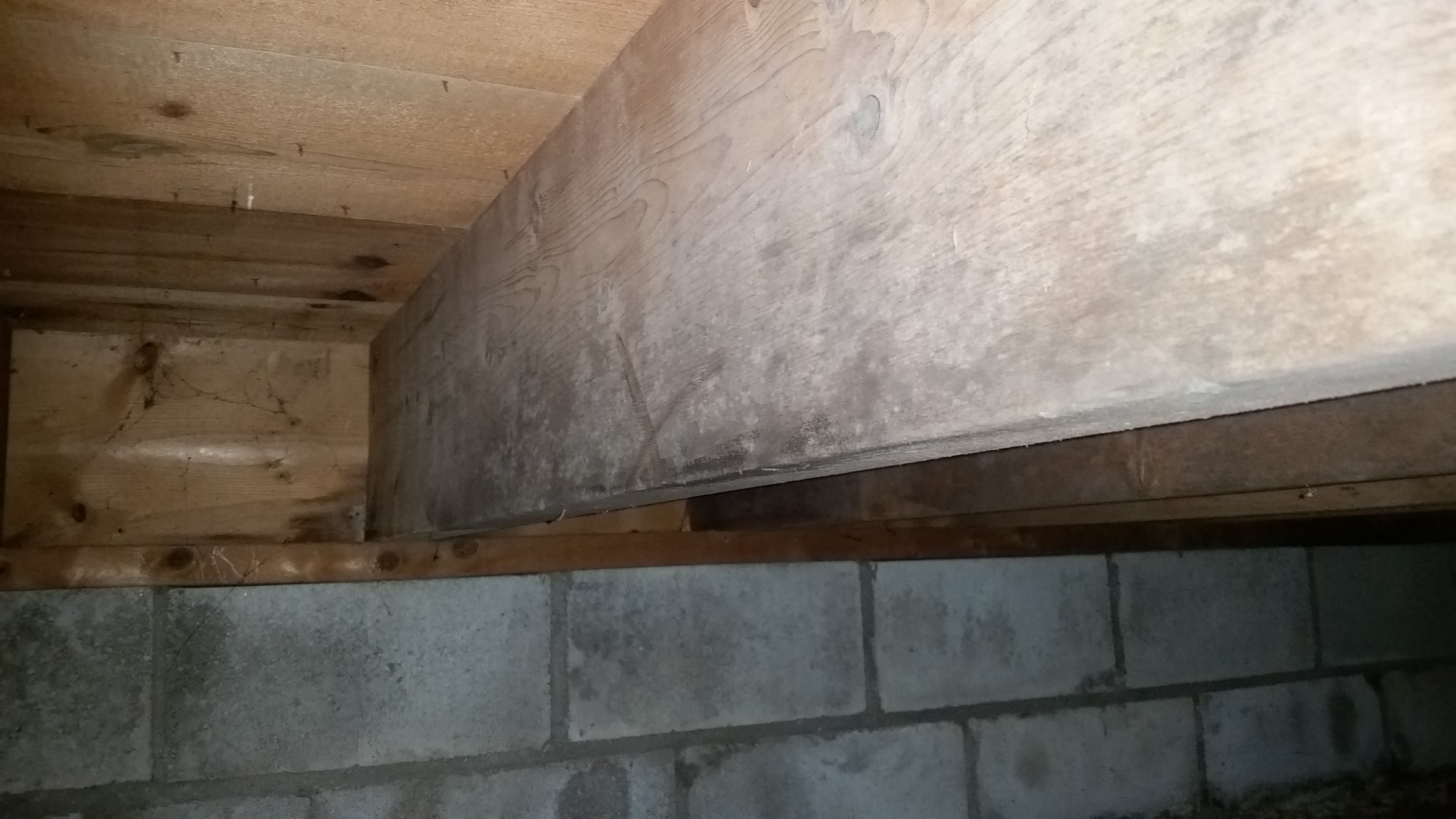 Basement Mold Removal In Owensboro Crawl Space Mold Remediation