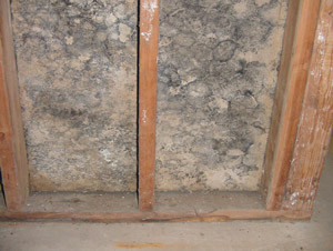 Mold Prevention Learn How To Prevent Create A Healthier Home Mold Or Mildew