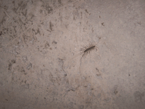 House Centipede