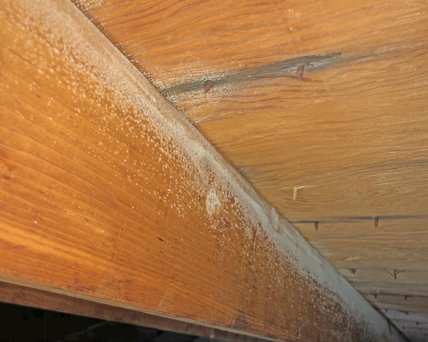 Mold How it Grows and Spreads Mold Solutions by Cowleys